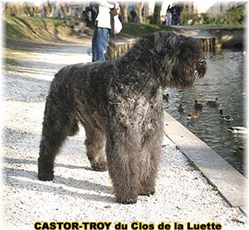 bouvier des flandres du clos de la luette - copyright déposé